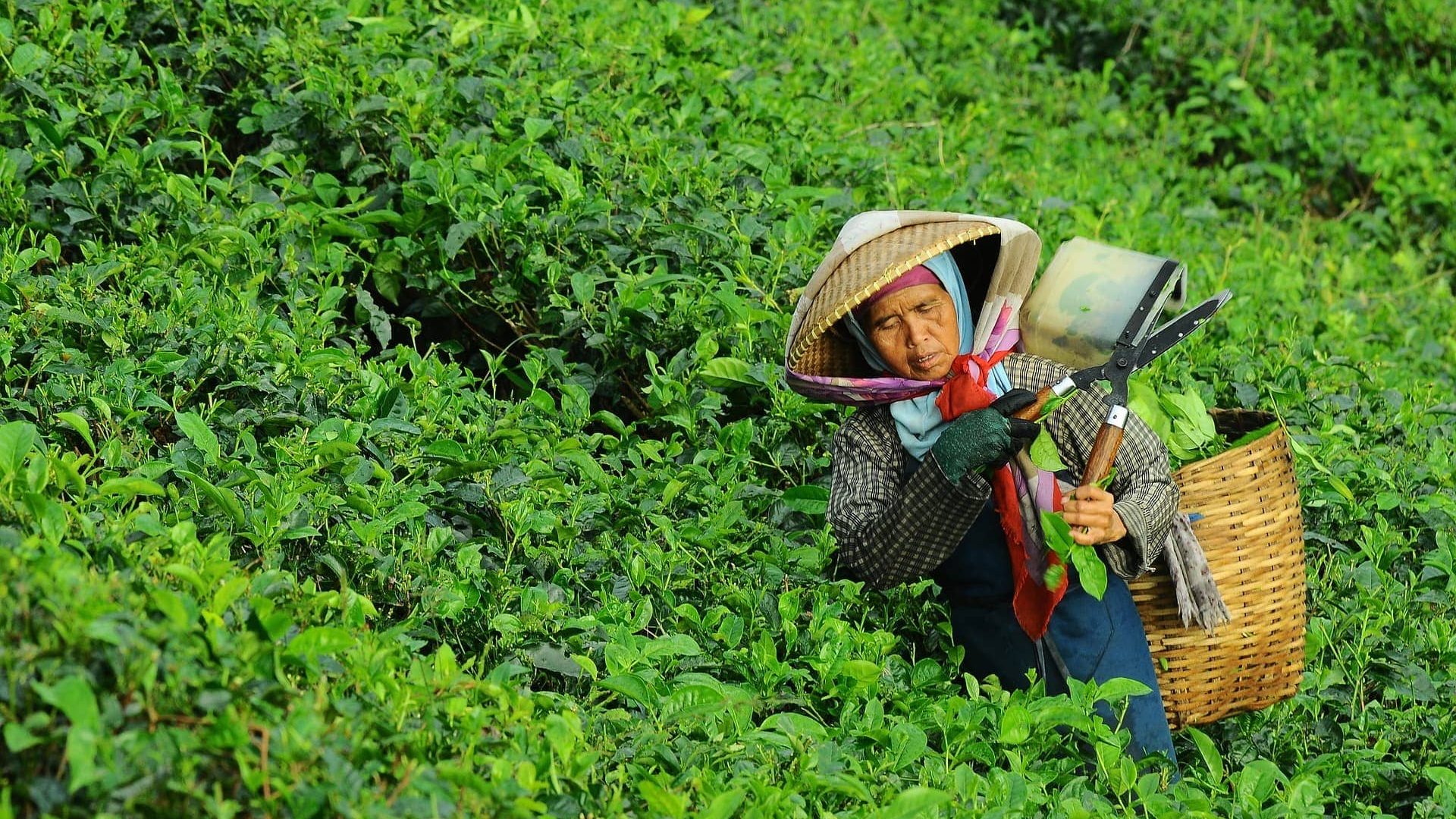 CropLife Asia Promotes Role of Plant Science in Agriculture this Earth Day