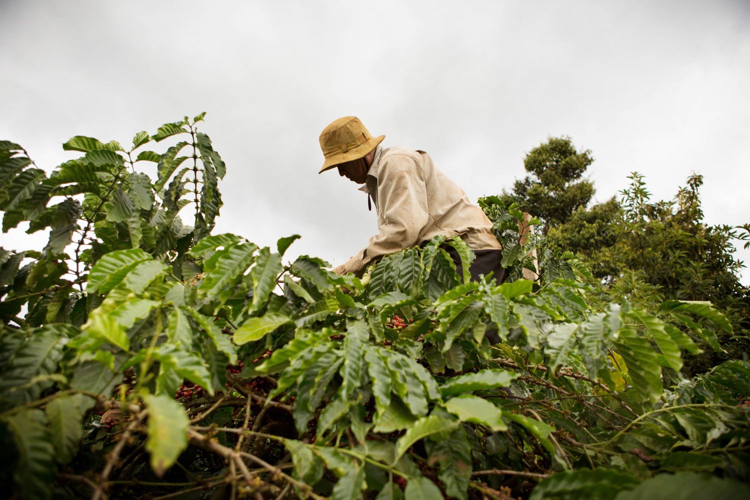 CropLife Asia echoes FAO call for Zero Hunger this World Food Day