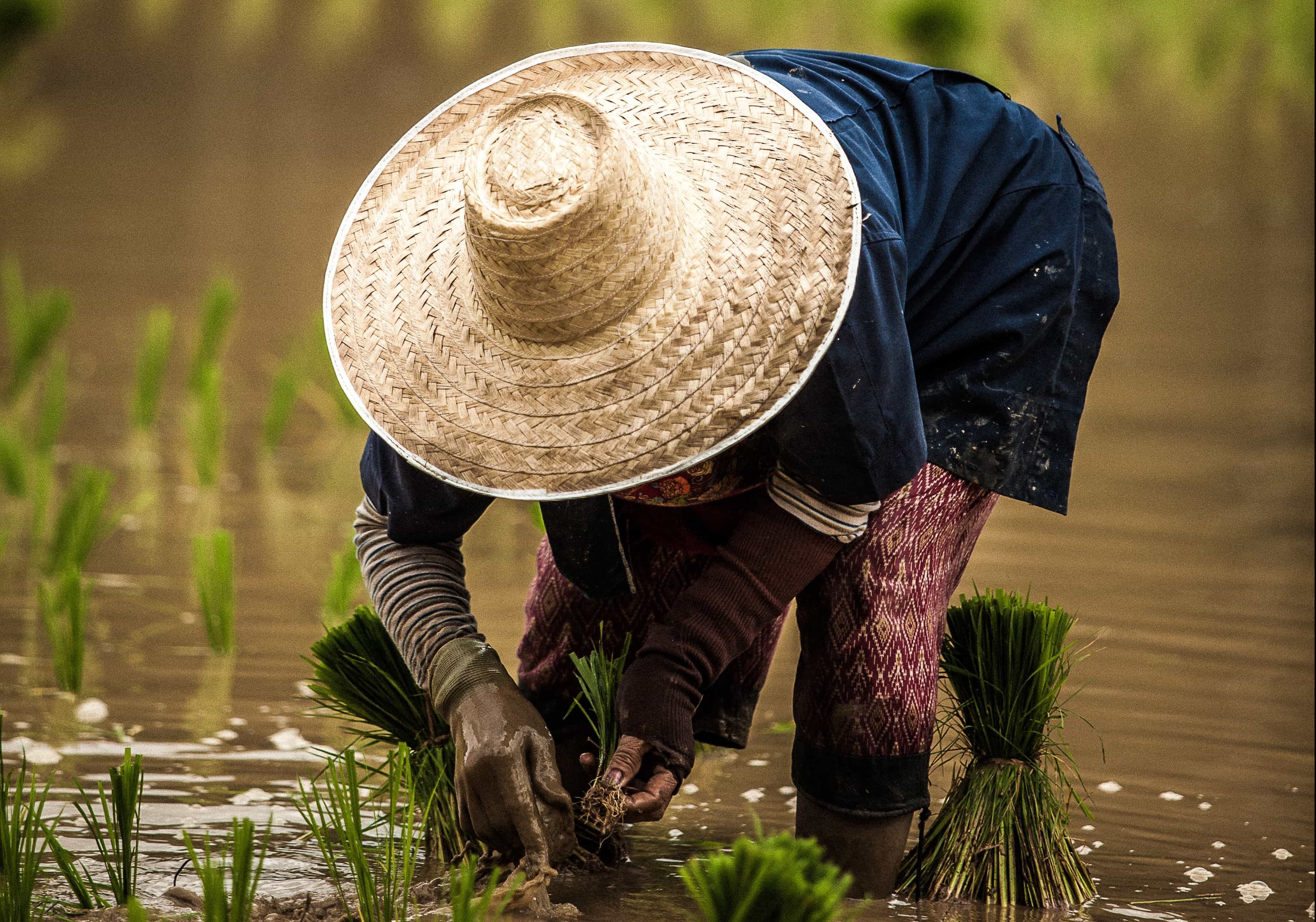 CropLife Asia Promotes FAO/WHO “Grow It Safe” Call to Action this World Food Safety Day